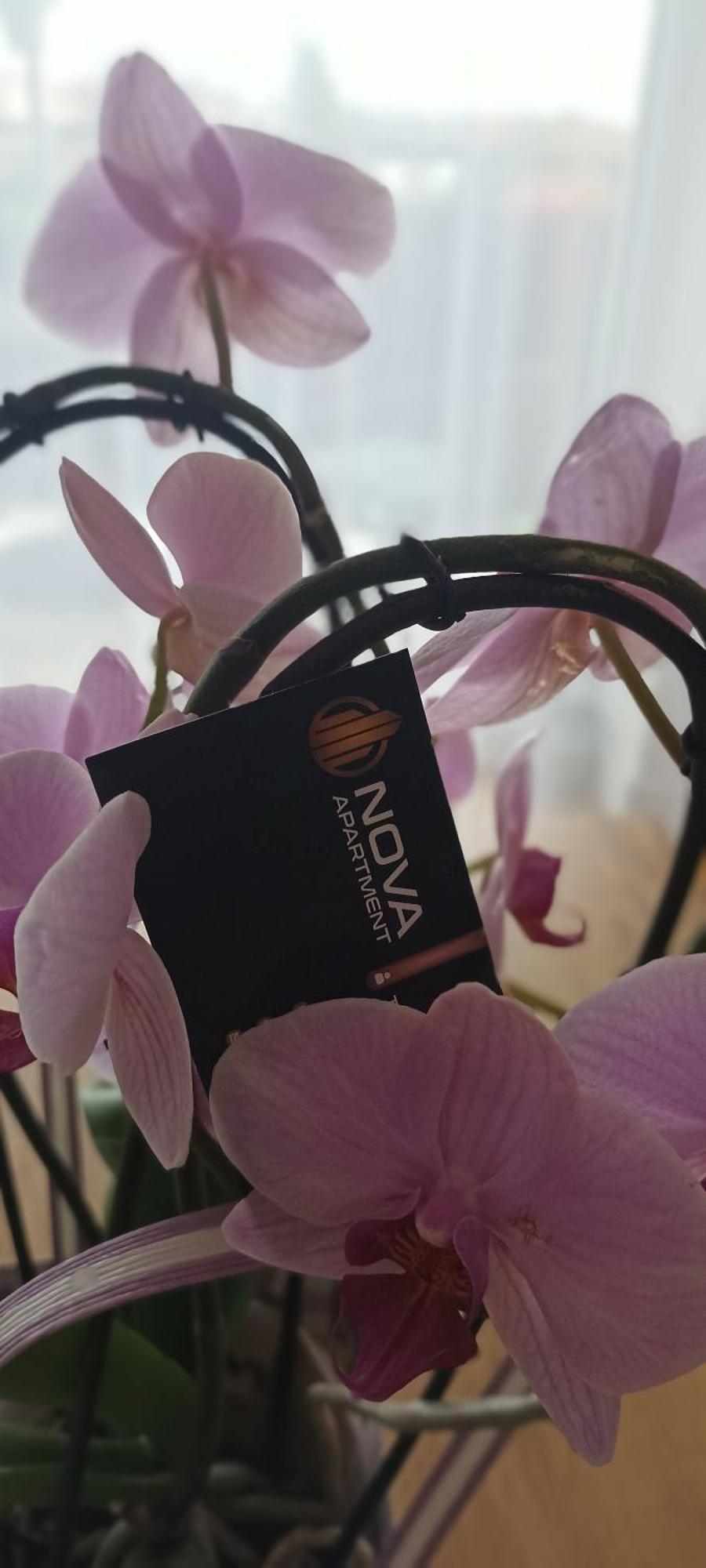 Nova Apartment Sanok Bagian luar foto